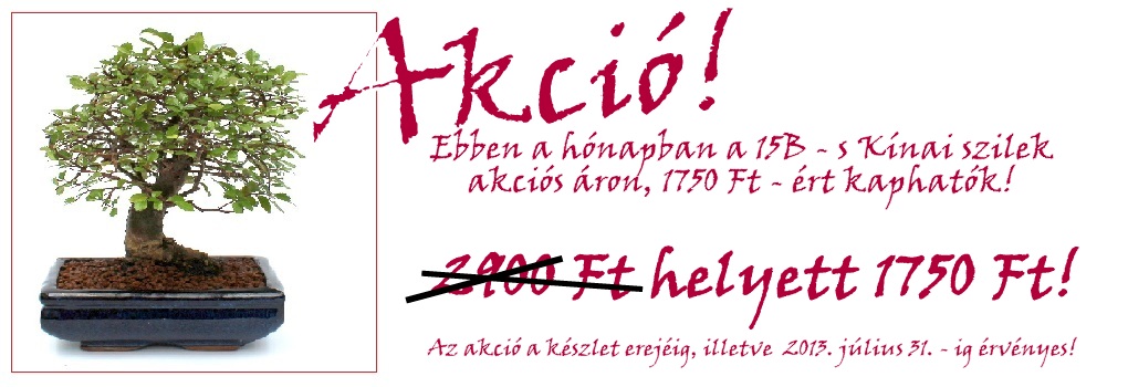 akcios bonsai ulmus parvifolia kinai szil bonsai akcio